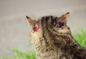 hardened-homeless-cat-reed-color-with-injuries-to-the-ear-and-scabies-otoacariasis-typical-scratching-behind-the-ears