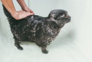grey-scottish-fold-cat-takes-a-bath-with-his-owner-she-takes-care-of-him-and-thoroughly-washes-his-fur
