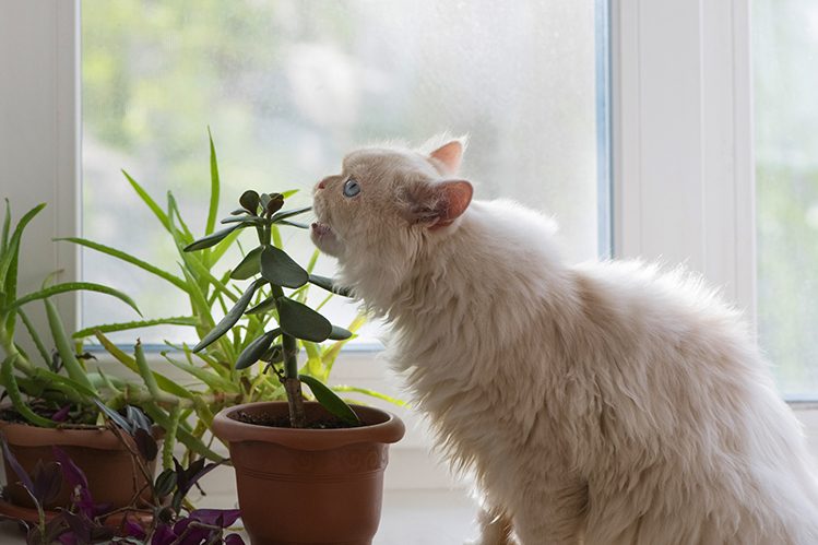 the-adult-persian-cat-is-sitting-on-the-white-windowsill-and-eating-the-houseplant