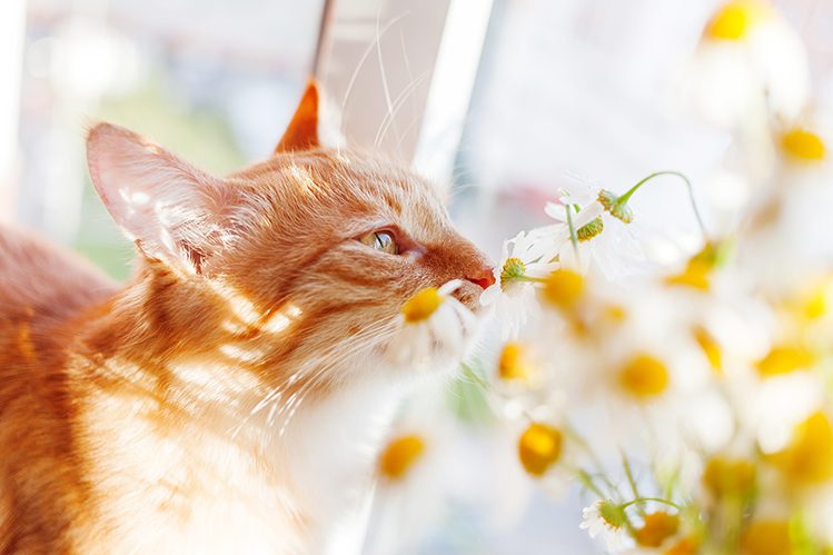 cute-ginger-cat-smelling-a-bouquet-of-camomiles-cozy-spring-morning-at-home