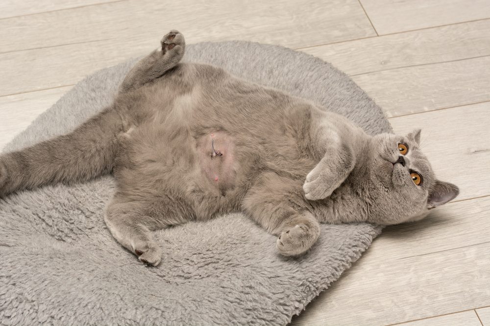the-domestic-gray-british-shorthair-cat-lies-on-its-back
