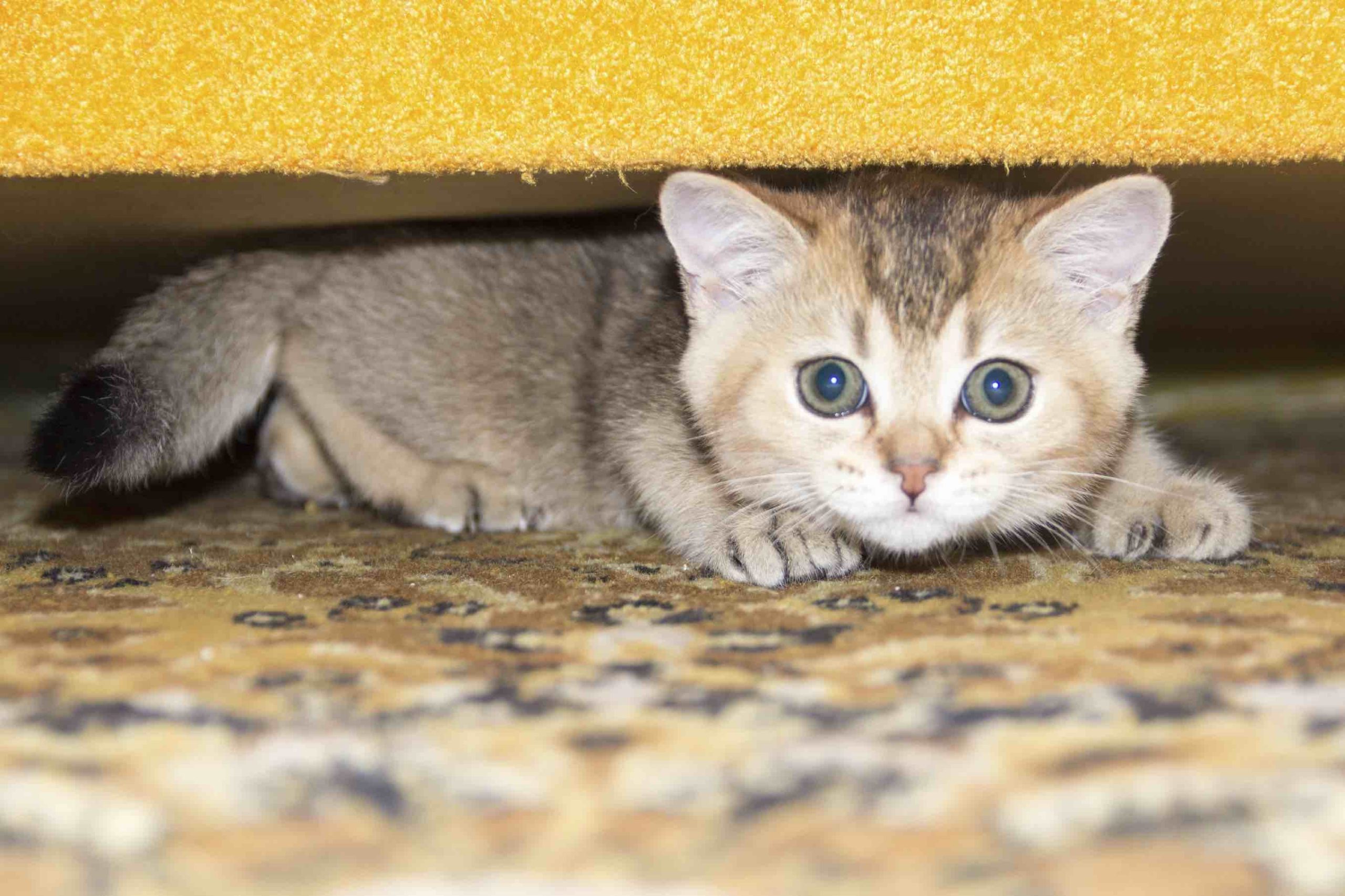 golden-color-kitten-is-hiding-under-the-sofa