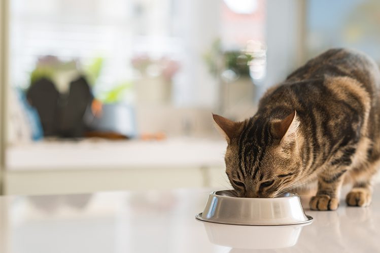 beautiful-feline-cat-eating-on-a-metal-bowl-cute-domestic-animal