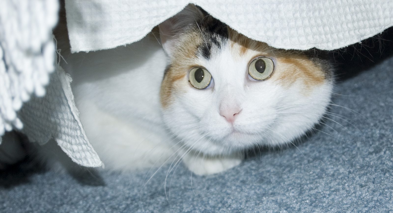 cat-under-bed