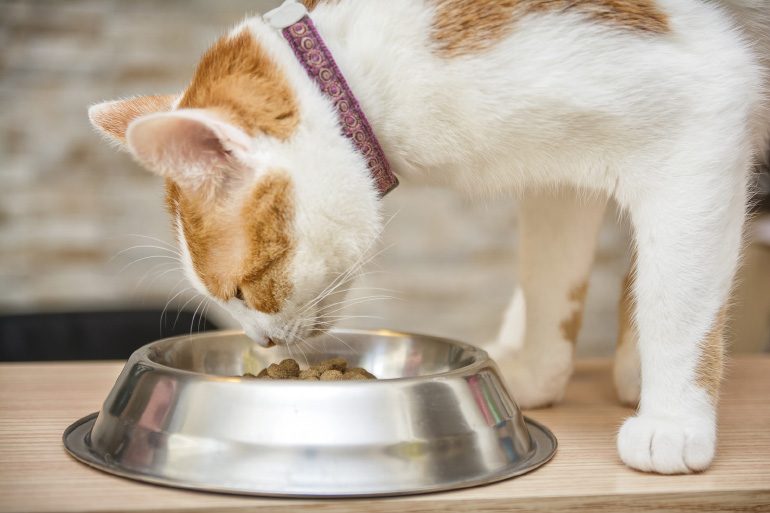 beautiful-ginger-cat-eating-from-metal-bowl