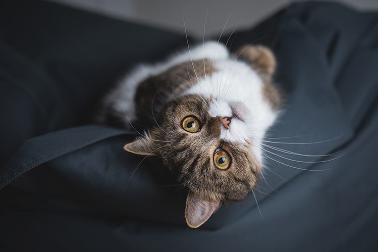 cat-relaxing-on-bean-bag