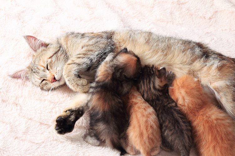 cat-nursing-her-kittens